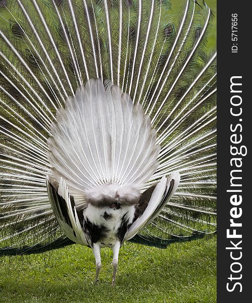 Beautiful peacock in a garden. Beautiful peacock in a garden