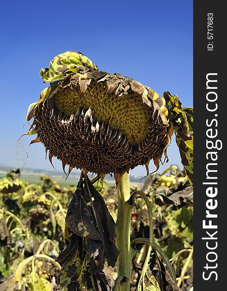 Head Overripe sunflower dry loses seed