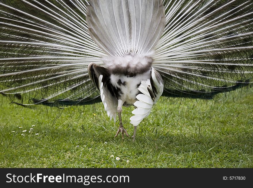 Beautiful peacock in a garden. Beautiful peacock in a garden