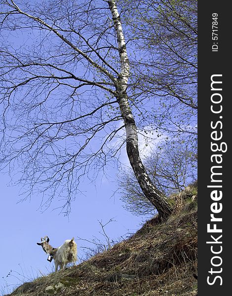 Image of a goat near a tree with blue sky