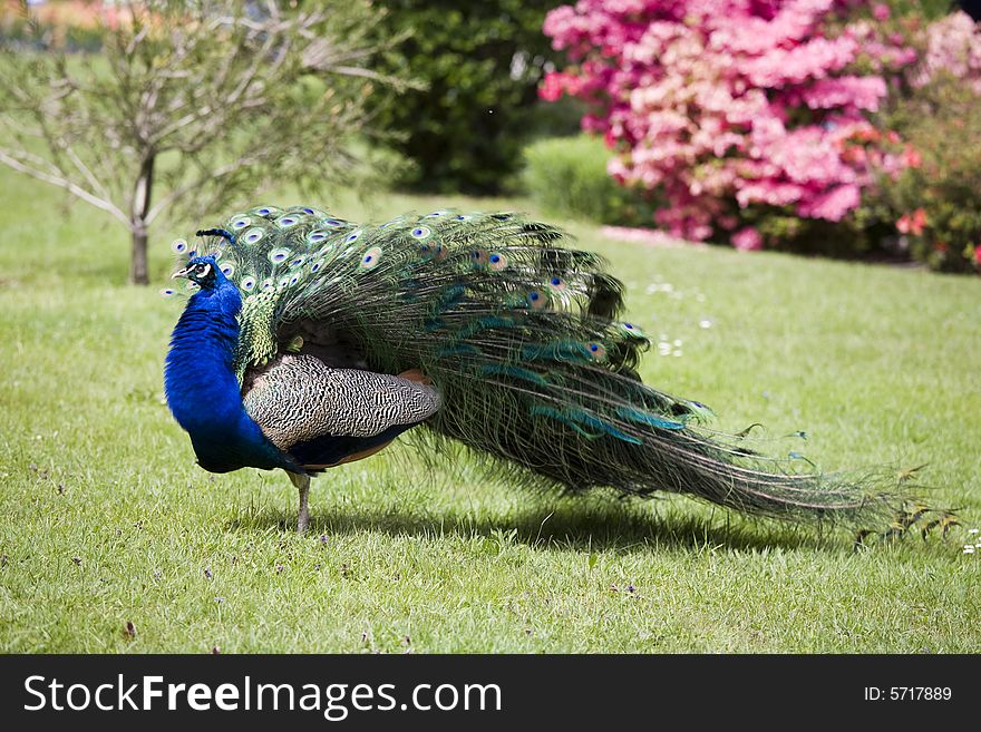 Beautiful peacock in a garden. Beautiful peacock in a garden