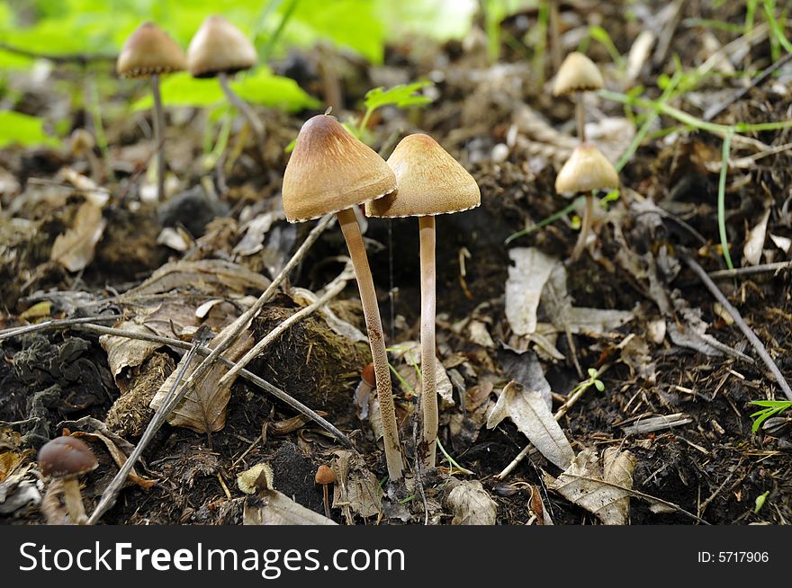 Young mushrooms in a forest in france