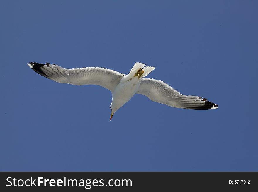 Flight Of Gull