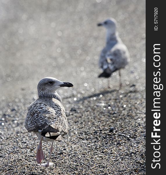 Sea-cobs on a stone beach. Sea-cobs on a stone beach