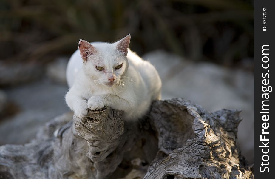 White cat resting on a stump in the early morning