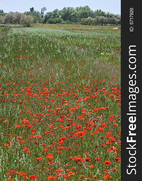 Several red poppies in a field in Spain