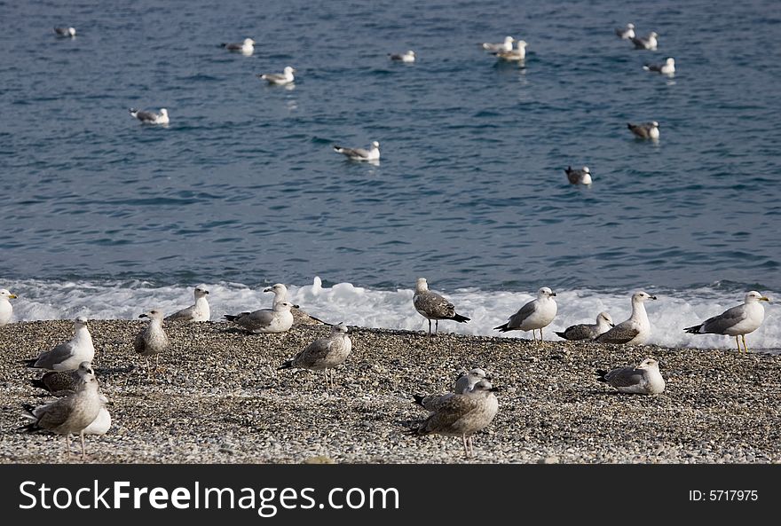 Sea-cobs on the beach and sea-wave. Sea-cobs on the beach and sea-wave