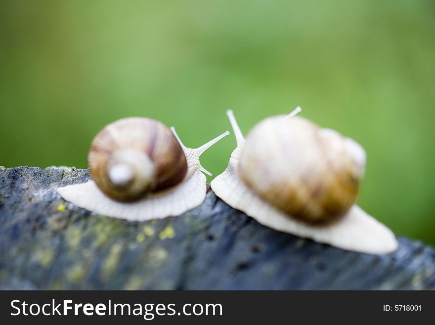 Couple of snails on a tree