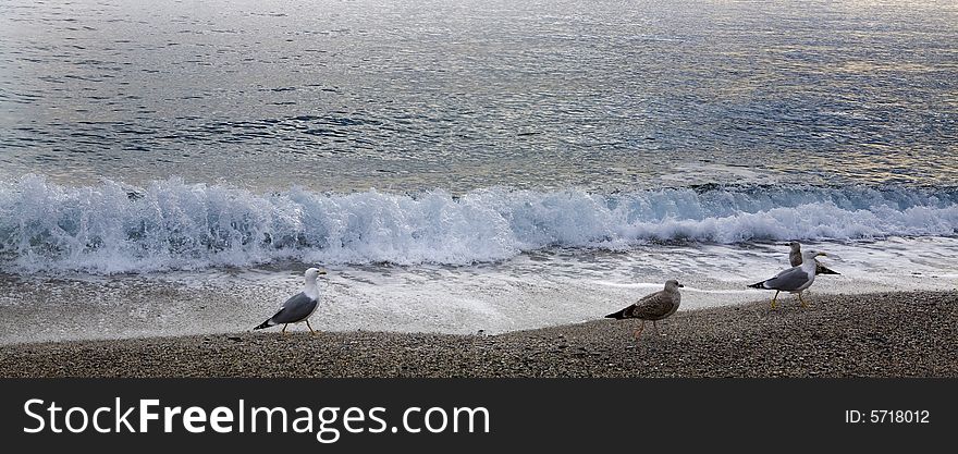 Sea-cobs on the beach and sea-wave. Sea-cobs on the beach and sea-wave