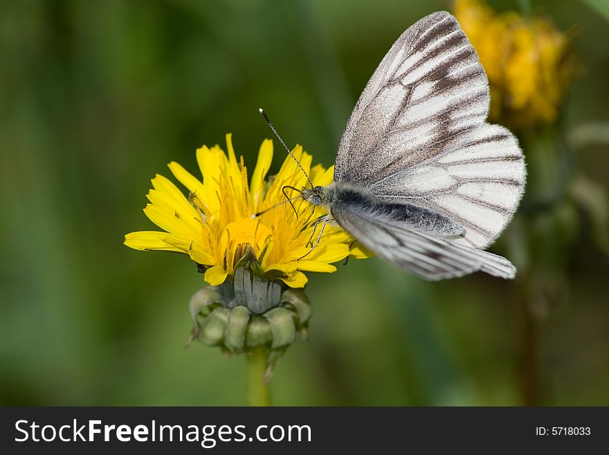 Photo of butterfly pollinating yellow dandelion and drinking nectar. Photo of butterfly pollinating yellow dandelion and drinking nectar