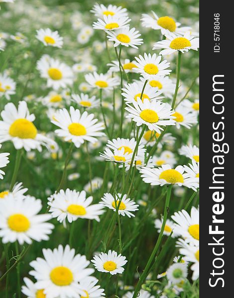 Field of camomiles in summer day. Field of camomiles in summer day.