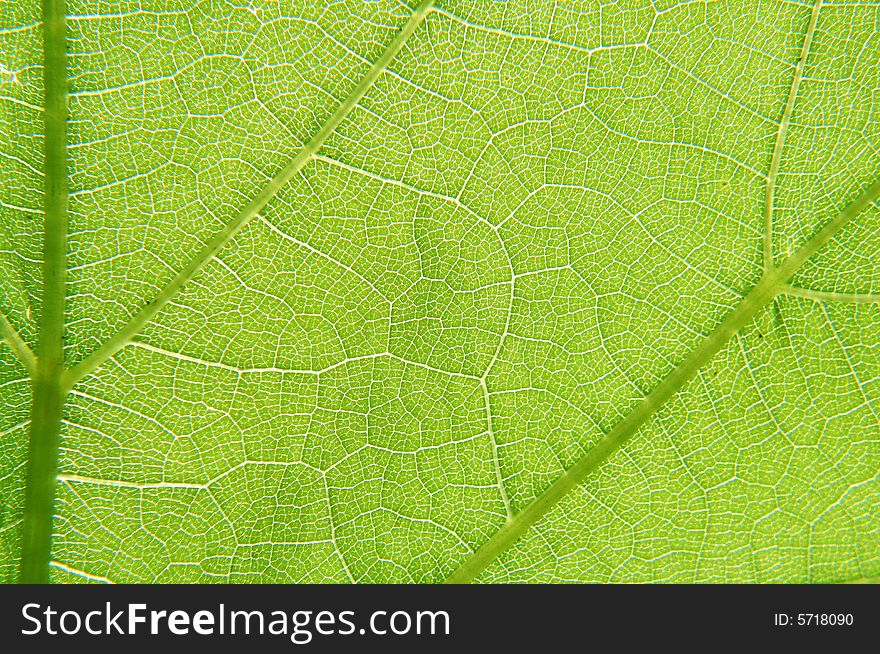 A macro image on a bright green leaf