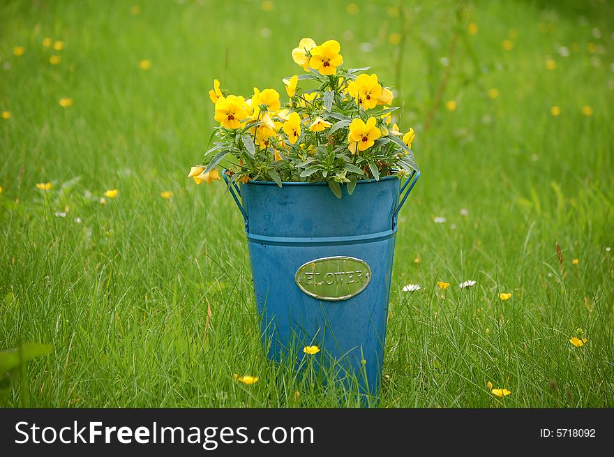 A vintage blue flower pot filled with yellow, bright pansies. A vintage blue flower pot filled with yellow, bright pansies