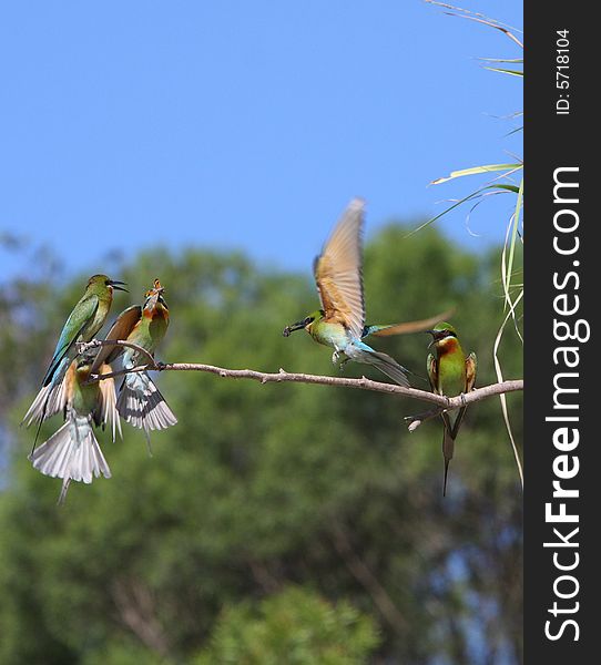 Bee eater is a kind of birds of Coraciiformes, meropidea. rare variety bird. Bee eater is a kind of birds of Coraciiformes, meropidea. rare variety bird