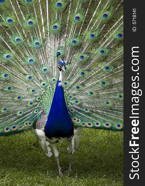 Beautiful peacock in full display. Beautiful peacock in full display
