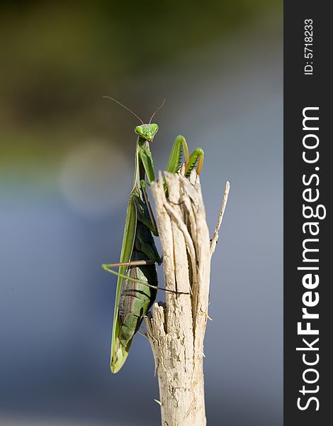 Image of a praying mantis