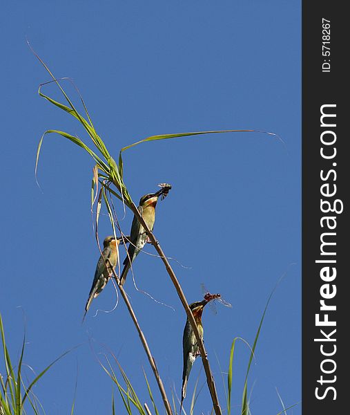 Bee eater is a kind of birds of Coraciiformes, meropidea. rare variety bird. Bee eater is a kind of birds of Coraciiformes, meropidea. rare variety bird