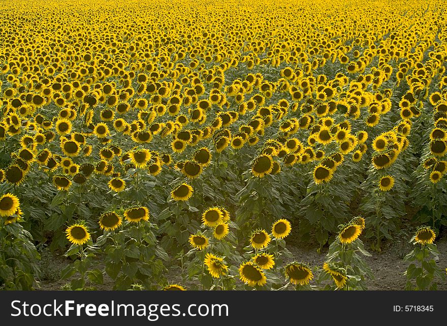 Wonderful field of yellow sunflowers