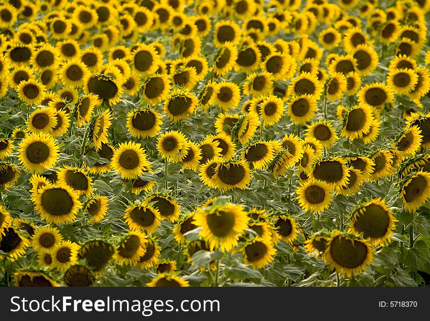 Wonderful field of yellow sunflowers