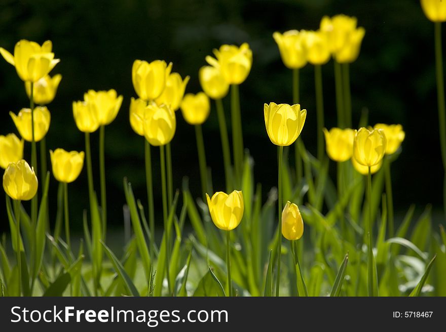 Detail of a field of yellow tulips