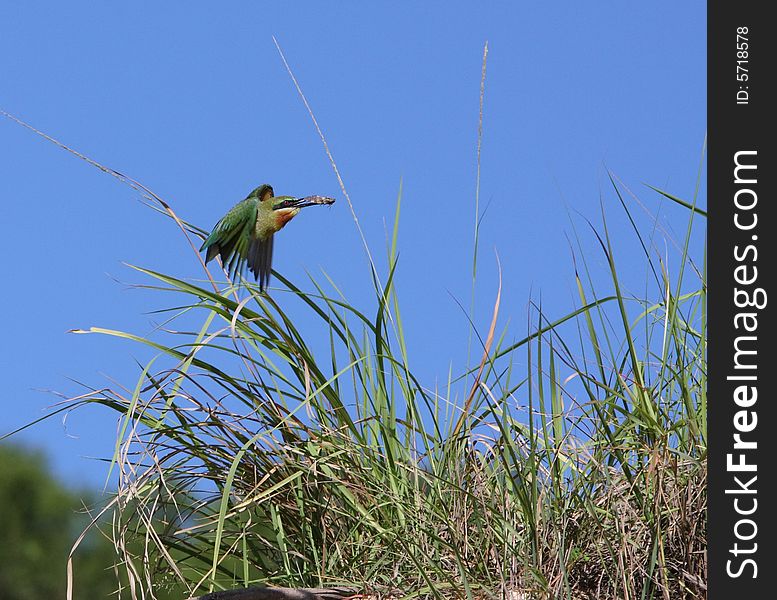 Bee-eater