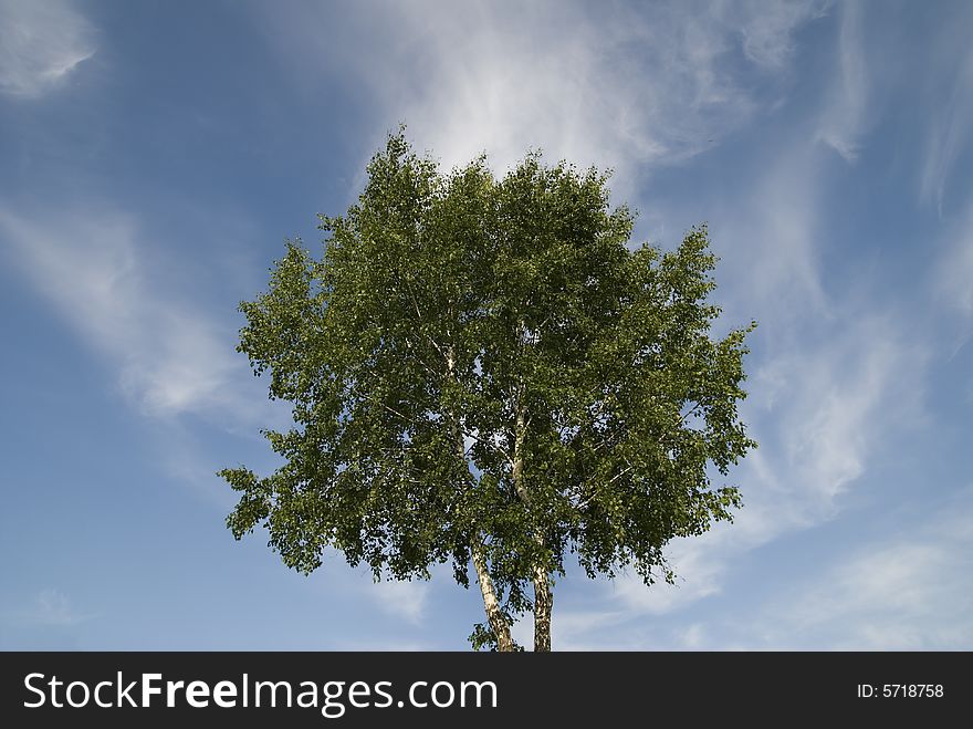 Tree straggle on sky with clouds