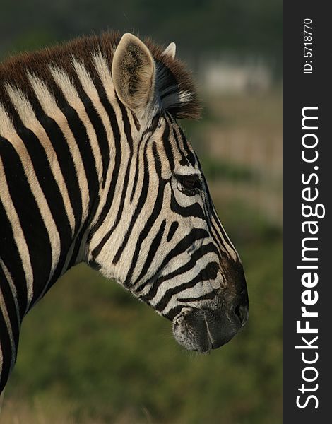 A portrait of an african zebra in a game park. A portrait of an african zebra in a game park