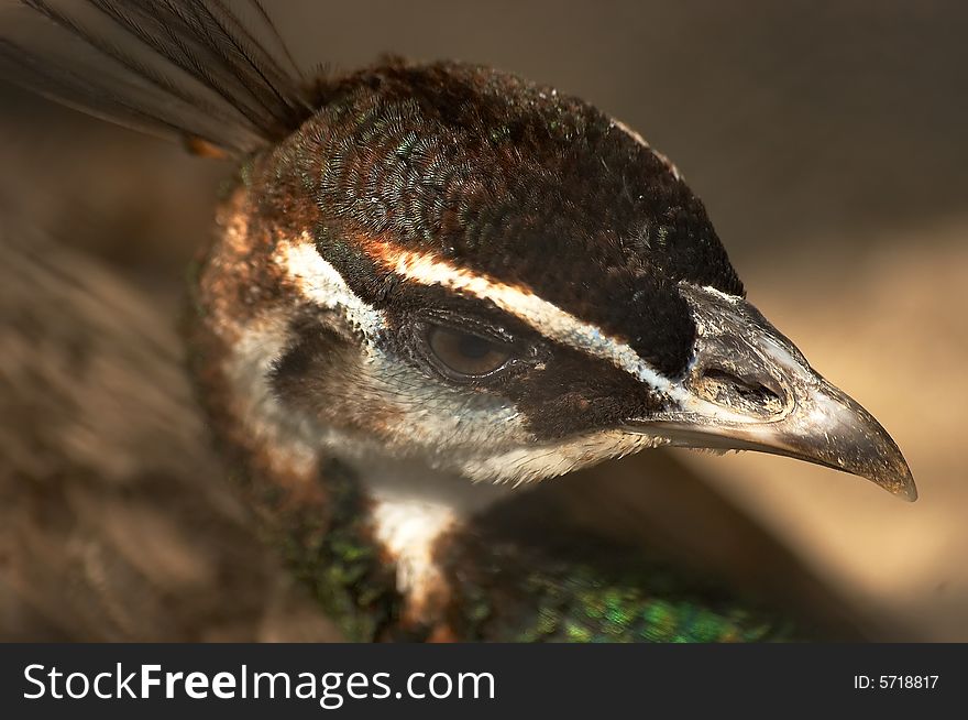 Head of the peafowl in zoo