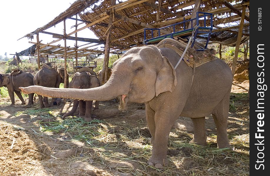 Elephant spreading it\'s long nose. tourists can ride these elephants for fun in Thailand. Elephant spreading it\'s long nose. tourists can ride these elephants for fun in Thailand.