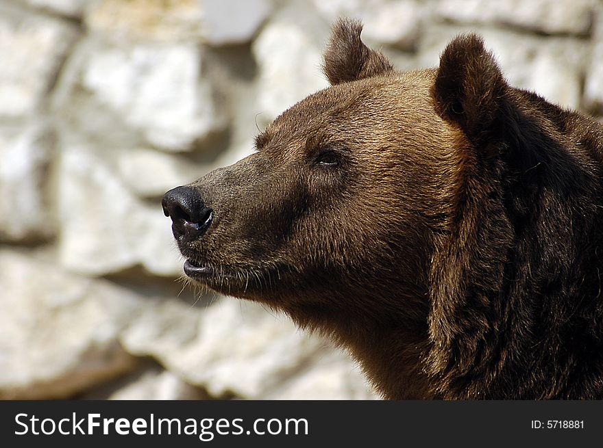 Brown bear in zoological gardens