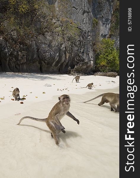 Monkeys on the beach of Phuket island, Thailand.