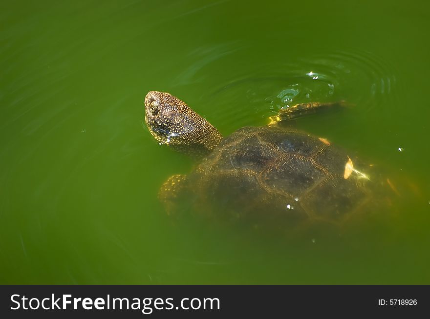 Floating turtle in green water