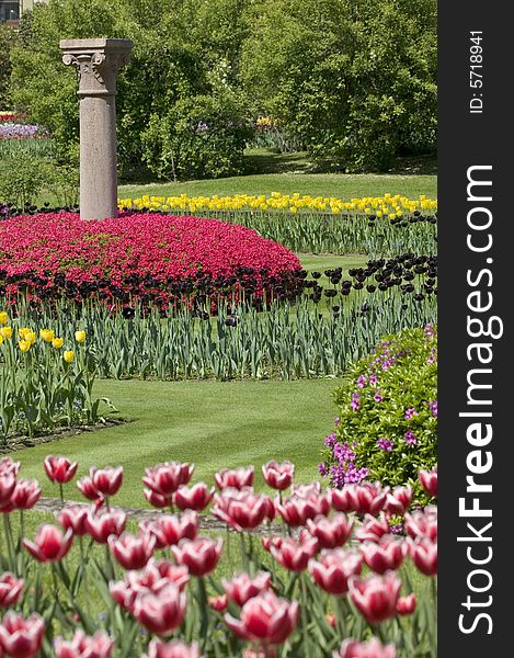 Flowerbed of tulips in different colors