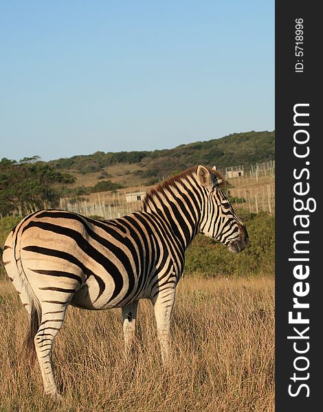 A zebra on a game farm in South Africa. A zebra on a game farm in South Africa