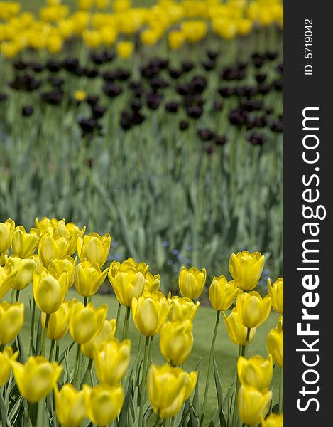 Detail of a field of yellow tulips