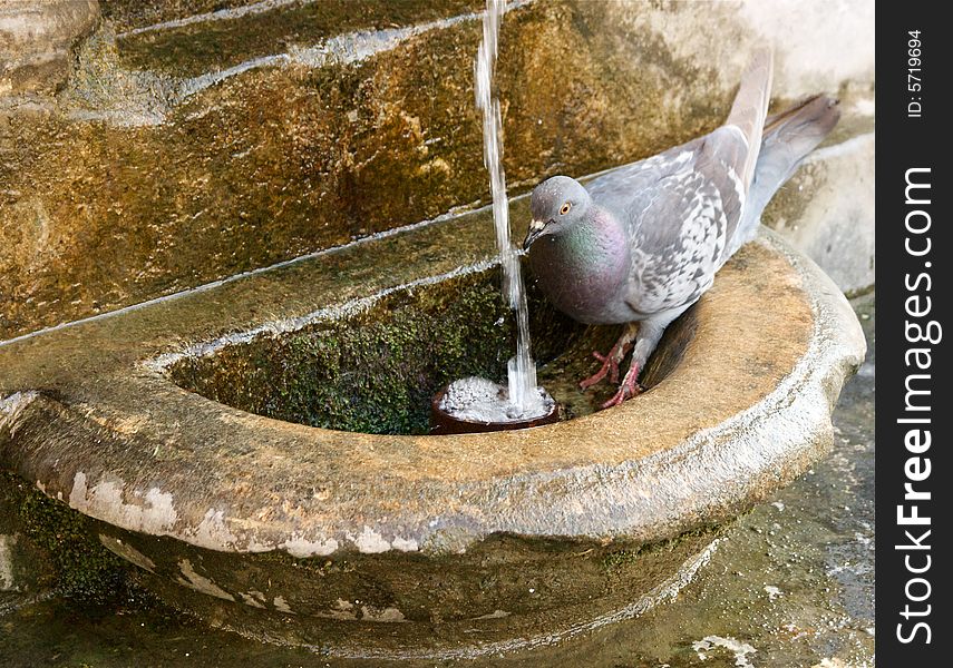 Portrait of isolated thirsty pigeon. Portrait of isolated thirsty pigeon