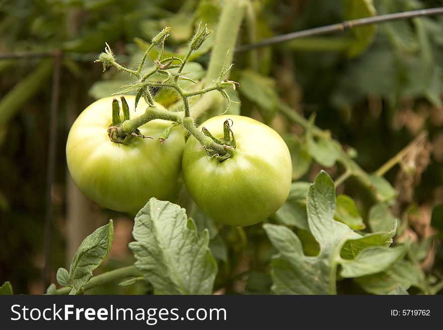 Grown Green tomatoes  growing on a vine in the garden