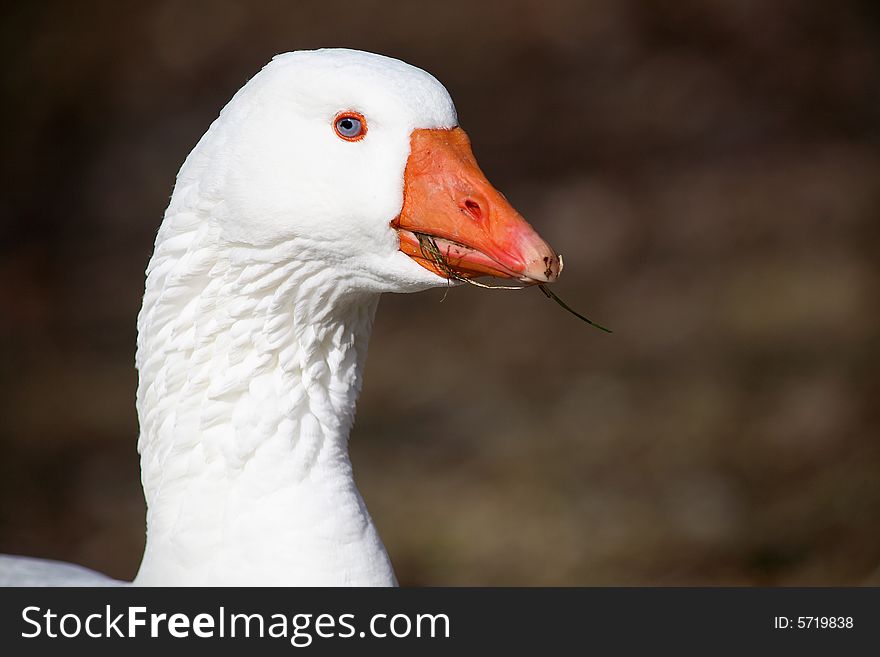 A partially tame white goose, he charged me shortly after the picture was taken. should have seen it in his eyes