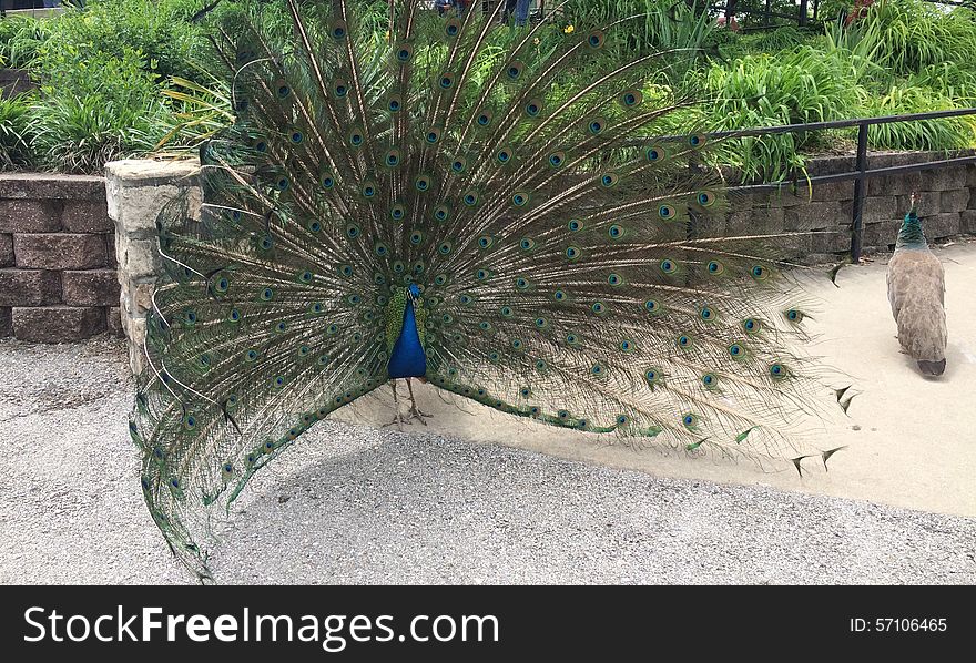 Peacock Displaying Plumage