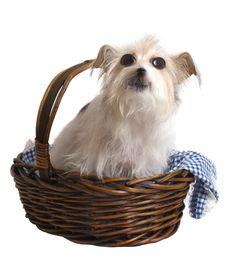 Comical Dog In Basket Royalty Free Stock Photos Comical Dog In Basket Royalty Free Stock Photos