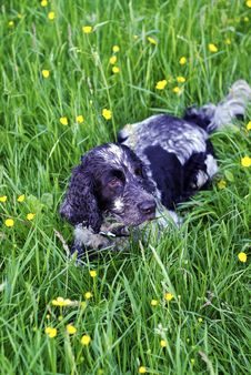 Working Spaniel Stock Photography Working Spaniel Stock Photography