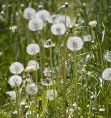Dandelion Meadow Stock Images Dandelion Meadow Stock Images