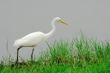 Egret Royalty Free Stock Photo Egret Royalty Free Stock Photo