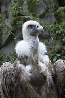 Portrait Of A Vulture Royalty Free Stock Photo