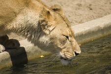 Lion Is Drinking Royalty Free Stock Photo