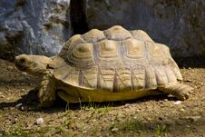 Sunbath Royalty Free Stock Photography Sunbath Royalty Free Stock Photography