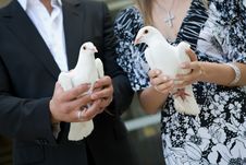 Two White Pigeons Royalty Free Stock Images