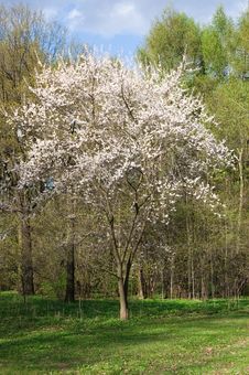 Tree Blossoming Royalty Free Stock Photo Tree Blossoming Royalty Free Stock Photo