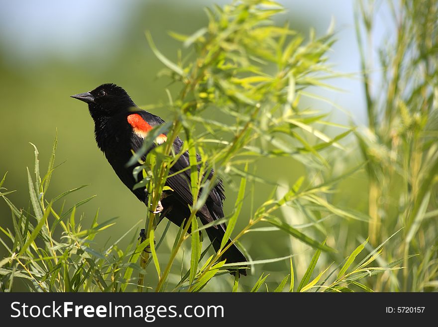 Red winged blackbird enjoying life on the missouri river.