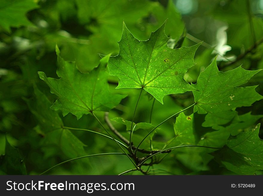 Green Leafs On Tree